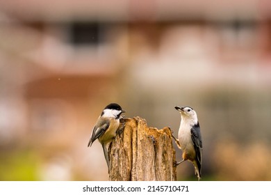 Birds Meeting At The Food Depot