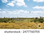 Birds migrating at Dry Tortugas Nation ParknKey West Florida