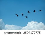 Birds migrating in flocks across the sky. Flocks of birds. 
Migration of birds. Nallıhan bird sanctuary. Birds that nest in the lake to breed.