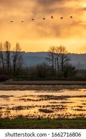 Birds migrating in the spring in the Pacific Northwest on Sauvie Island in Portland, Oregon