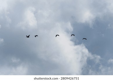 Birds migrating through the open sky against a backdrop of white and gray clouds