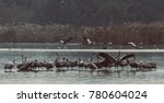 birds  in migration