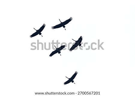 Birds in migration formation, Common Cranes, Grus grus