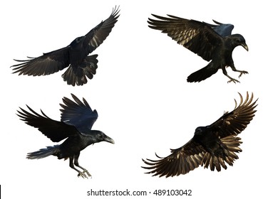 Birds - mix Common Ravens (Corvus corax) isolated on white background. Halloween