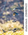 Birds (Mountain Bluebird, Red-Winged Blackbird, Common Starling). A flock of birds is flying over a grasses field in the sunshine autumn afternoon.
