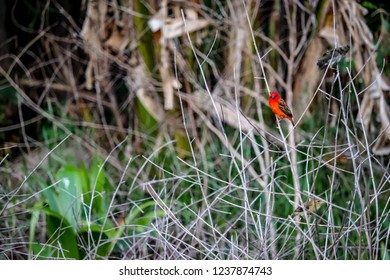 Birds in nature