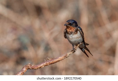 Birds In Nature With Black Color 
 Hirundinidae