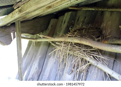 A Bird's Nest Against A Wooden Wall. Old Boards. Empty Thrush Nest. 