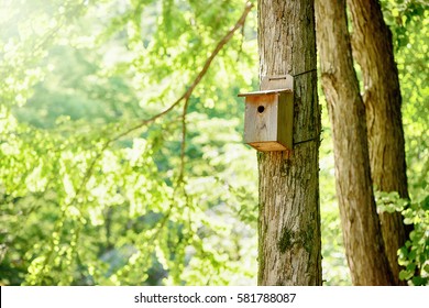 Bird's Nest, Nest Box, Fresh-green Forest