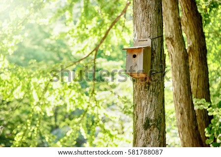 Bird's nest, nest box, fresh-green forest