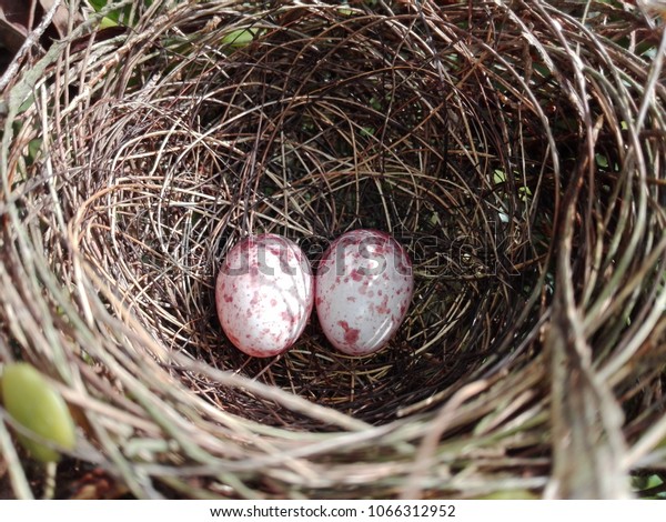 white with red speckles bird eggs