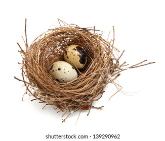 bird's nest and eggs