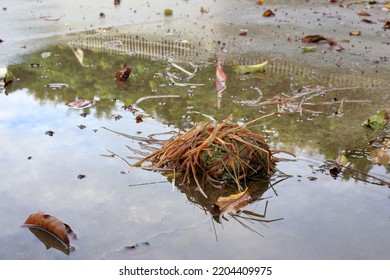 The Bird's Nest Fell To The Wet Cement Floor