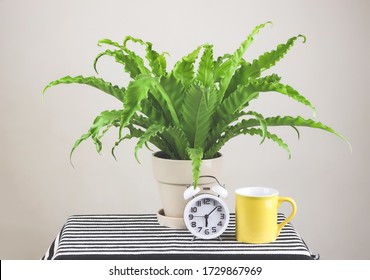 Bird's Nest Fern or Asplenium antiguum  in plant pot with , vintage alarm clock and yellow coffee cup on table with stripe pattern table cloth on white background.gardening , morning routine concept.