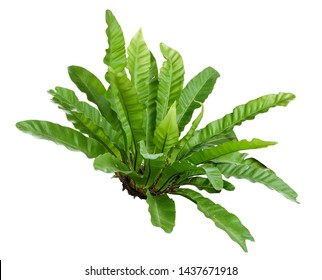 The Bird's Nest Fern or Asplenium nidus is one of the several popular and beautiful ferns grown as house plants,Nature plant isolated on white background with clipping path