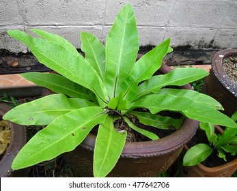 Bird's Nest Fern (Asplenium Nidus)