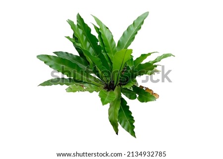 The Bird's Nest Fern or Asplenium nidus is one of the several popular and beautiful ferns grown as house plants,Nature plant isolated on white background with clipping path
