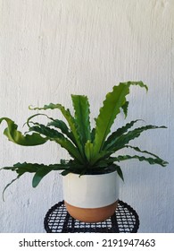 Birds Nest Fern In Ceramic Pot 