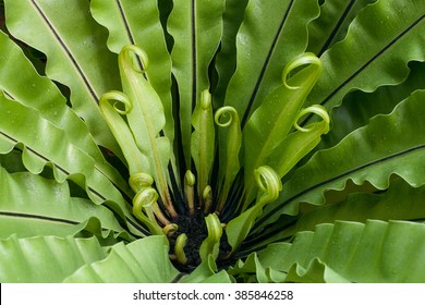 Bird's nest fern leaf