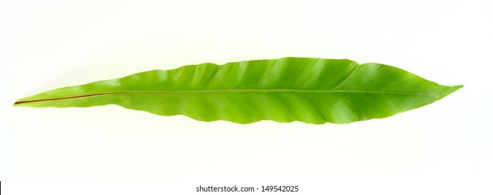 Bird's nest fern leaf on white background