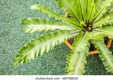 Birds Nest Fern in a pot placed on a grass to create a beautiful and moisturizing, you can use this image with plant and nature conservation images or use as a background image.

