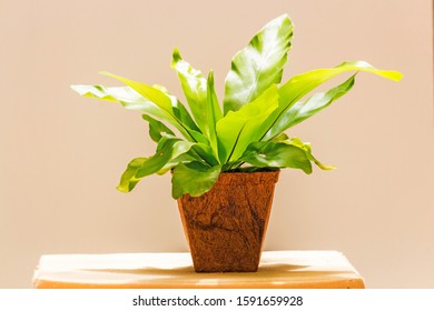 Bird's nest fern in the pot from waste materials