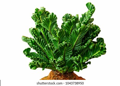 Bird's nest fern is species fern but this plant have special character, Curly leaves Bird's nest fern isolated on white background. Rare special character.