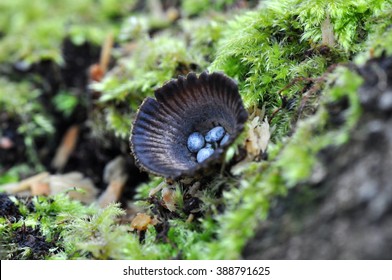 Bird's Nest Fungus, Cyathus Striatus