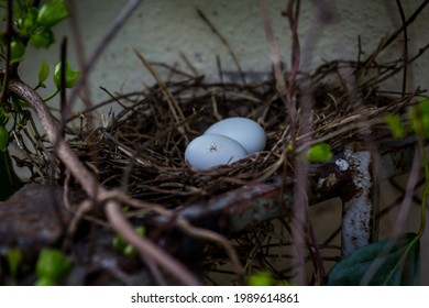 Ein Vogelnest hat zwei Eier.