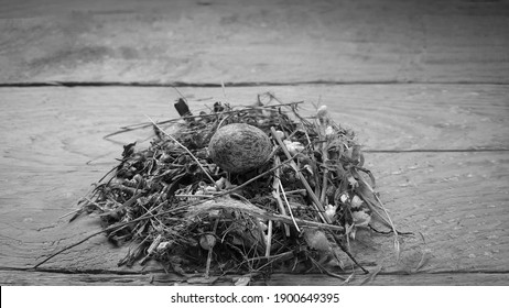 Bird's Nest Inside One Spotted Egg On Wooden Background. Springtime. The Concept Of A New Life And New Beginnings. The Idea Of New Investments And Opportunities. Start With A Clean Slate.