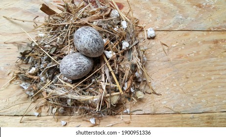 Bird's Nest Inside Two Spotted Egg On Wooden Background. Springtime. The Concept Of A New Life And New Beginnings. The Idea Of New Investments And Opportunities. Start With A Clean Slate.