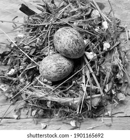 Bird's Nest Inside Two Spotted Egg On Wooden Background. Springtime. The Concept Of A New Life And New Beginnings. The Idea Of New Investments And Opportunities. Start With A Clean Slate.