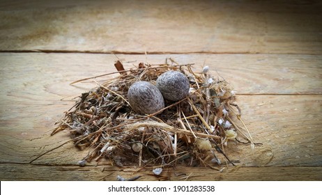 Bird's Nest Inside Two Spotted Egg On Wooden Background. Springtime. The Concept Of A New Life And New Beginnings. The Idea Of New Investments And Opportunities. Start With A Clean Slate.