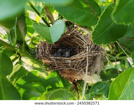 A bird's nest and nestling which hidden among leaves of lemon tree.