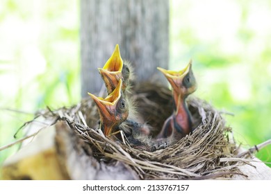 Bird's Nest With Offspring In Early Summer. Eggs And Chicks Of A Small Bird. Starling. Feeds The Chicks.