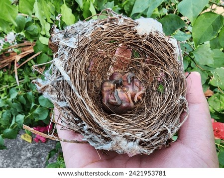 Bird's nest with offspring fall down from tree. Eggs and chicks of small bird on hand.