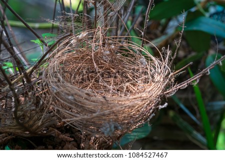 Bird's nest on a branch