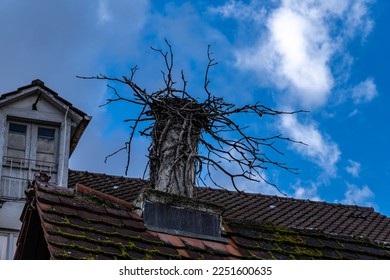 Bird's nest on the mossy roof of an old building - Shutterstock ID 2251600635