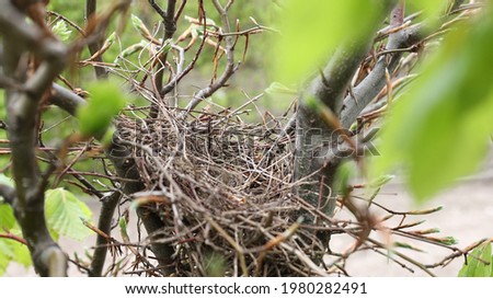 bird's nest on a tree, spring time