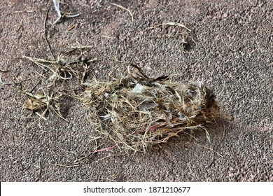 A Bird's Nest Was Thrown On The Road And Gutted. Go Bird's Nesting? Southeast Asia. Home Wrecker Concept