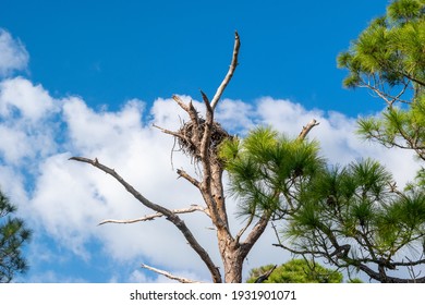 Birds Nest In Tree At Tampa Florida Beach