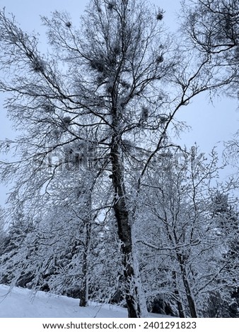 Similar – Silence in the winter forest