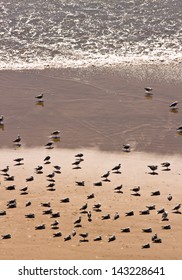 Birds on the beach along Oregon coast. - Shutterstock ID 143228641