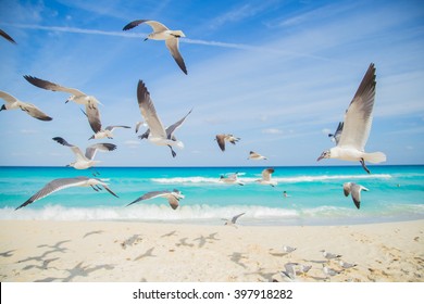 Birds On The Beach. Seagulls