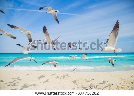Birds on the beach. seagulls