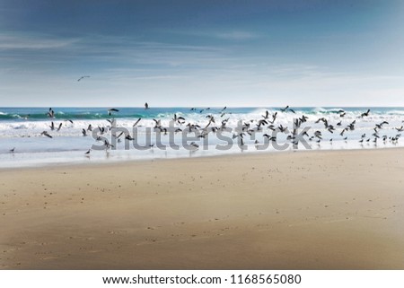 Similar – Seagulls at sunset by the sea