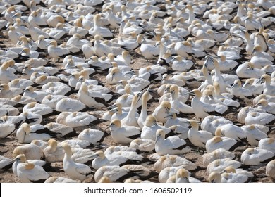 Birds On Bird Island In Lamberts Bay In South Africa.