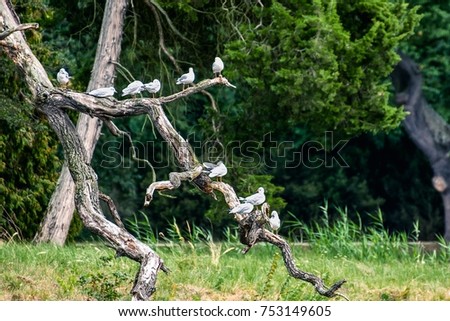 Birds on broken branch with forest background