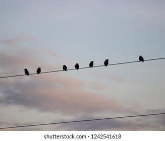 Birds on the cable - Shutterstock ID 1242541618