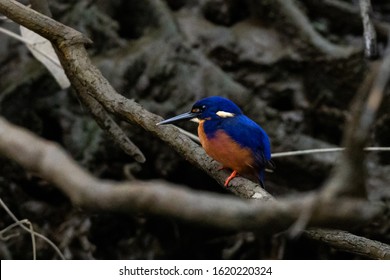 Birds On The Daintree River